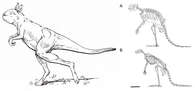 Prehistoric Giant Kangaroo Favored Walking To Hopping L7 World prehistoric-giant-kangaroo-favored-walking-to-hopping-l7-world